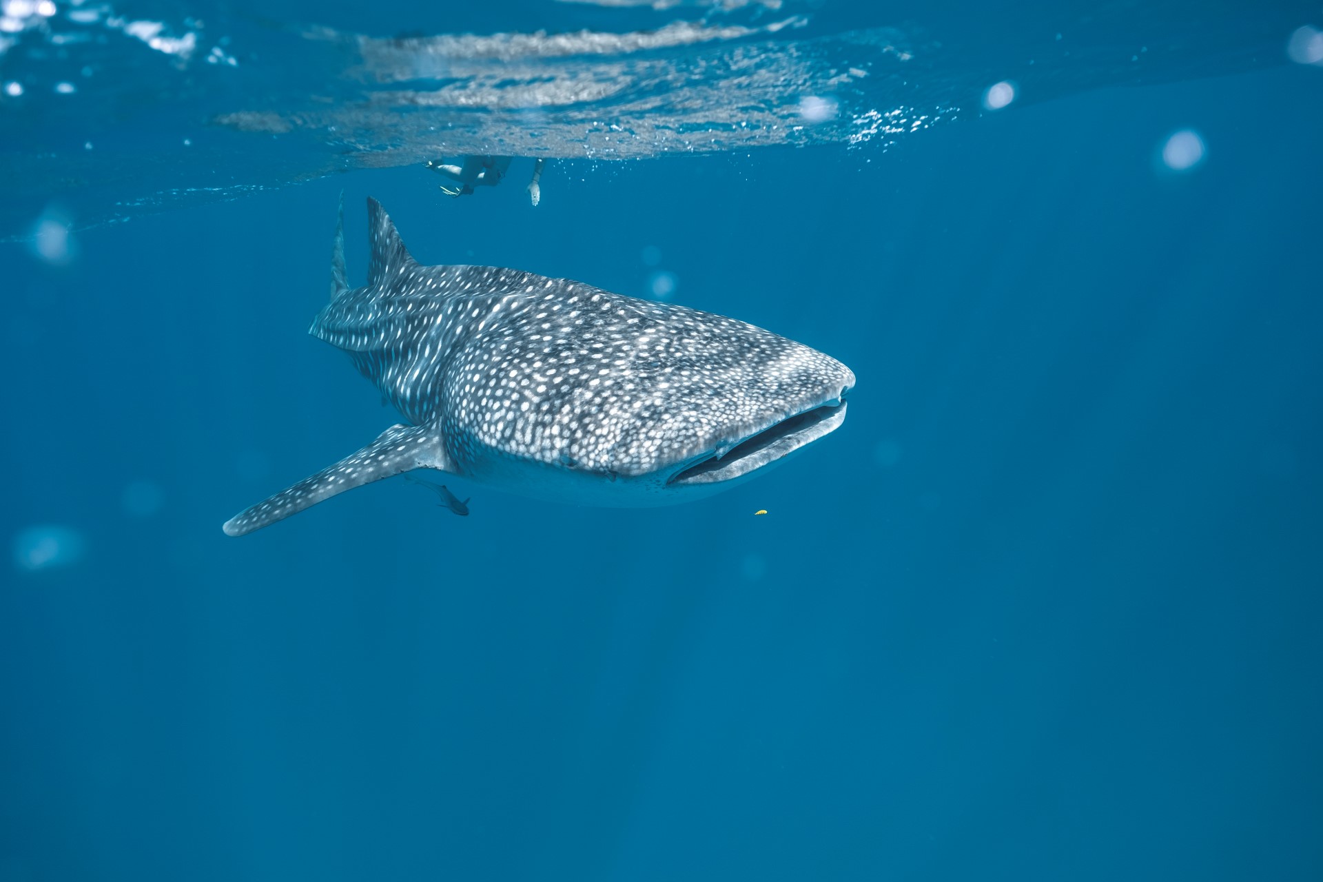 Walhai. Photo Credit: Tourism Western Australia Walhai. Photo Credit: Tourism Western Australia